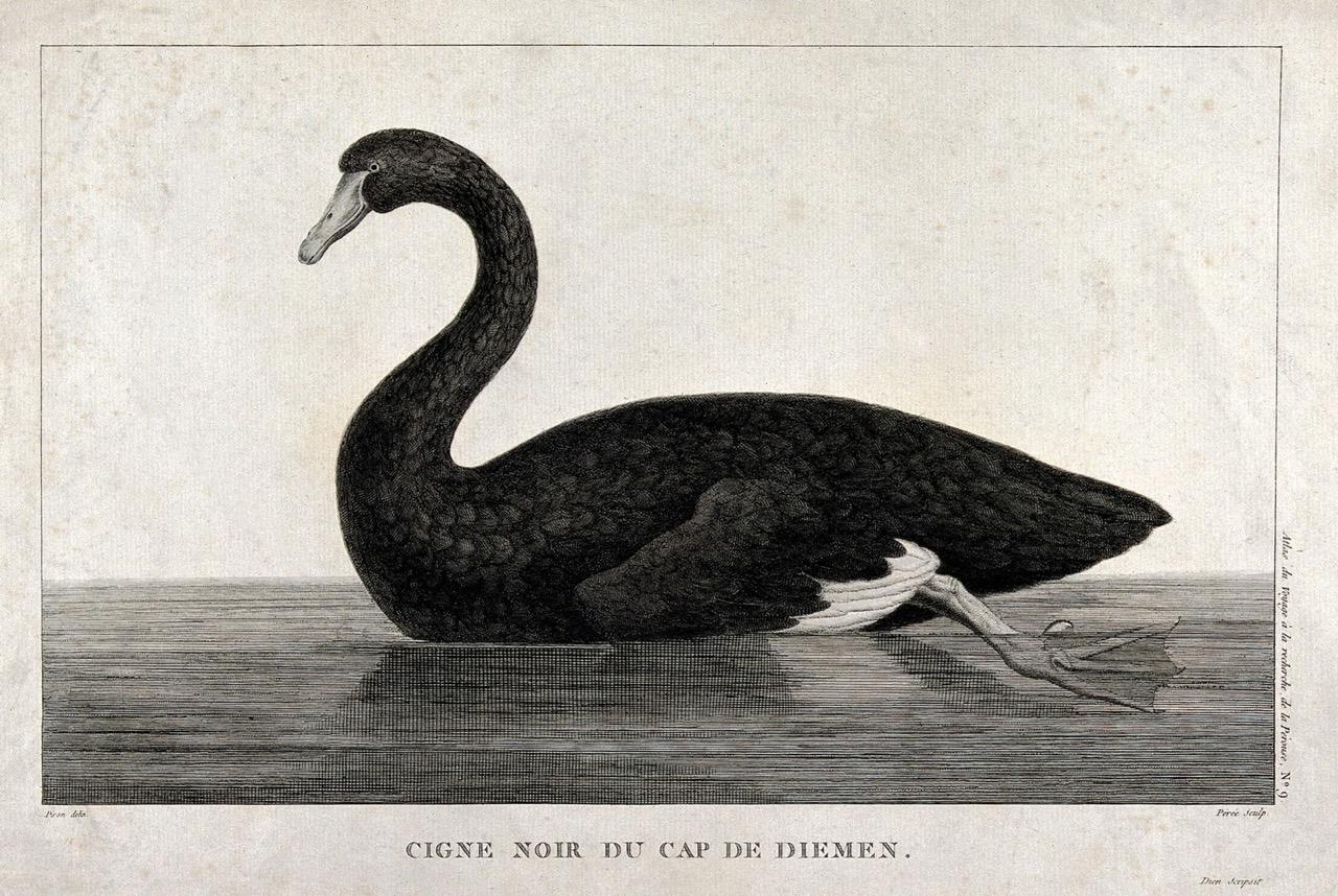 Le Cygne